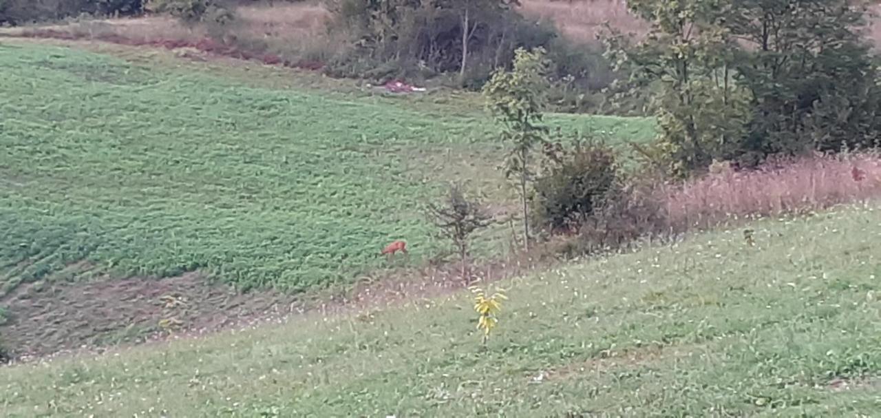 Guesthouse Blazenka Hodak Selište Drežničko Kültér fotó