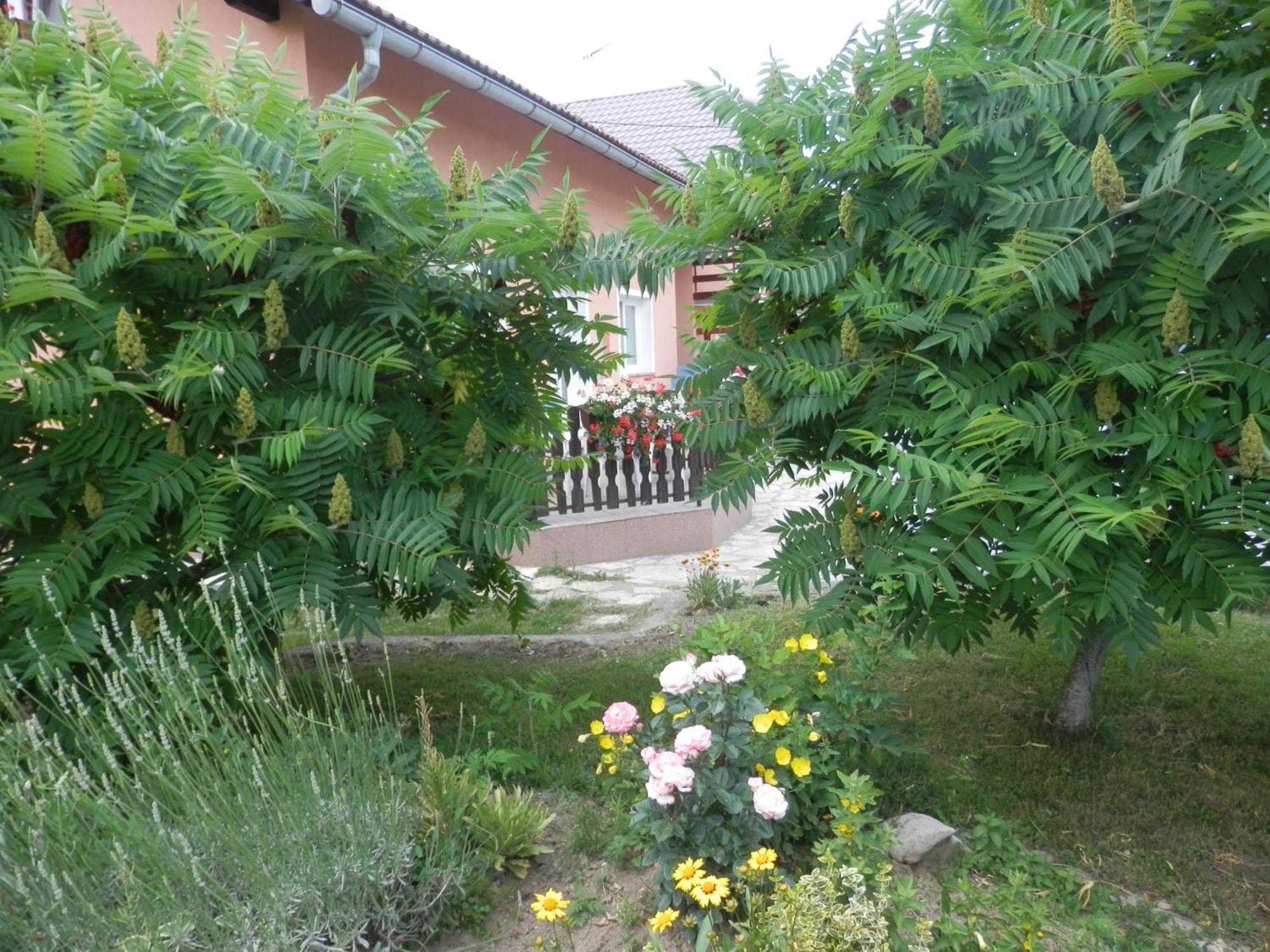 Guesthouse Blazenka Hodak Selište Drežničko Kültér fotó
